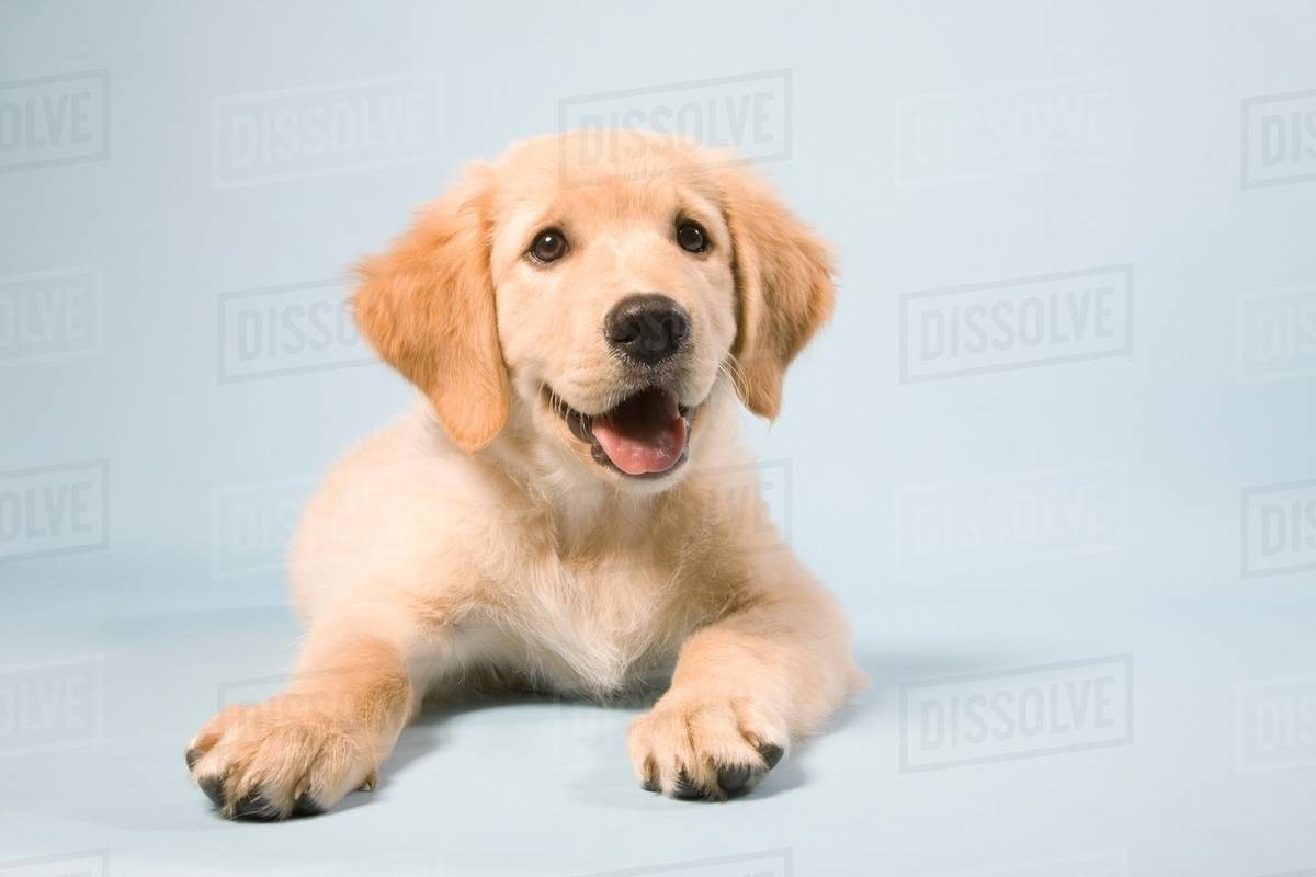 Cute puppy lying down, portrait Stock Photo Dissolve