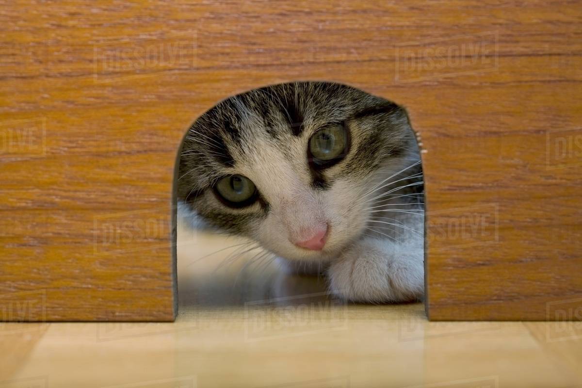 Cat peeking through mouse hole Stock Photo Dissolve Cat peeking through mouse hole Stock Photo Dissolve