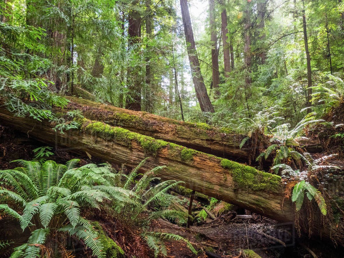 Fallen trees, Armstrong Redwoods State Natural Reserve, California