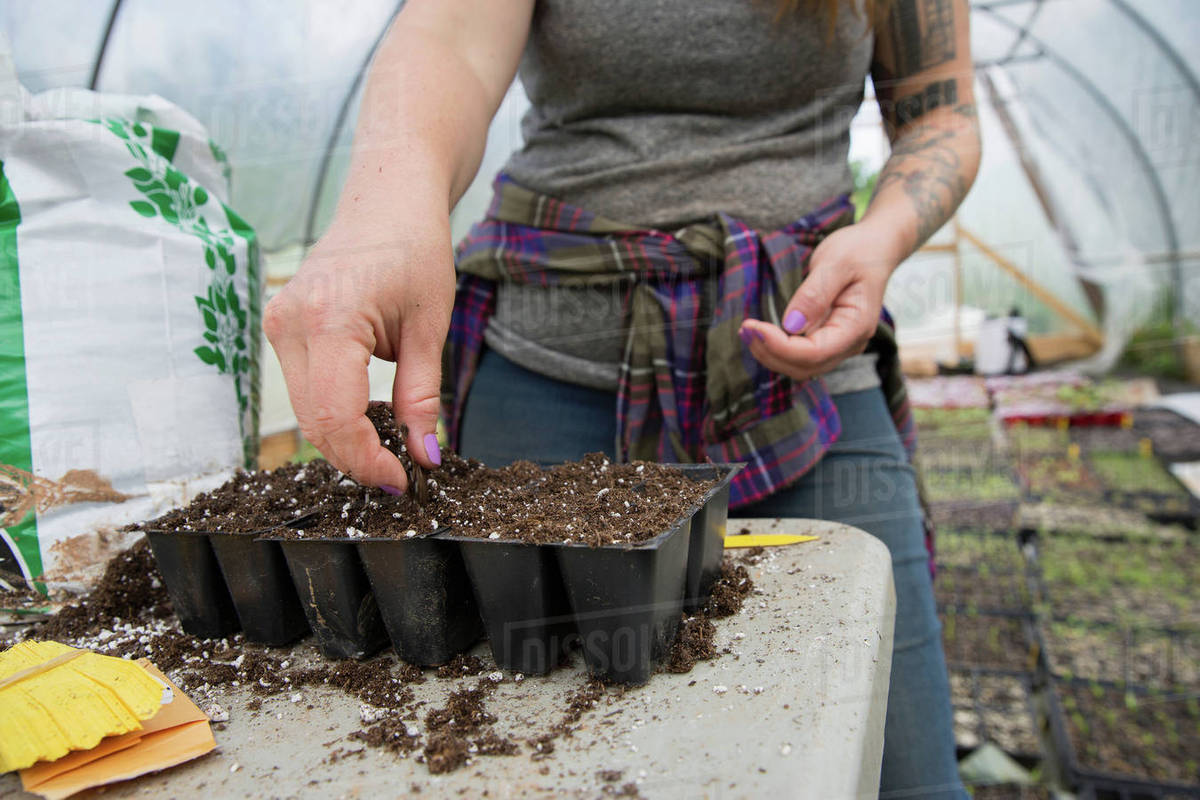 Cropped View Of Woman Planting Watermelon Seeds In Seed Trays D25 148 390 Cropped View Of Woman Planting Watermelon Seeds In Seed Trays D25 148 390