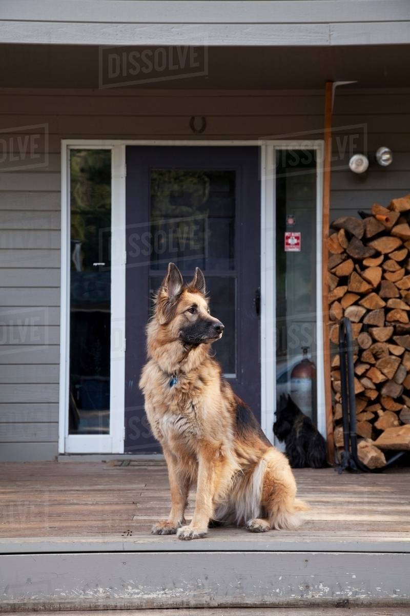 German shepherd on house porch Stock Photo Dissolve