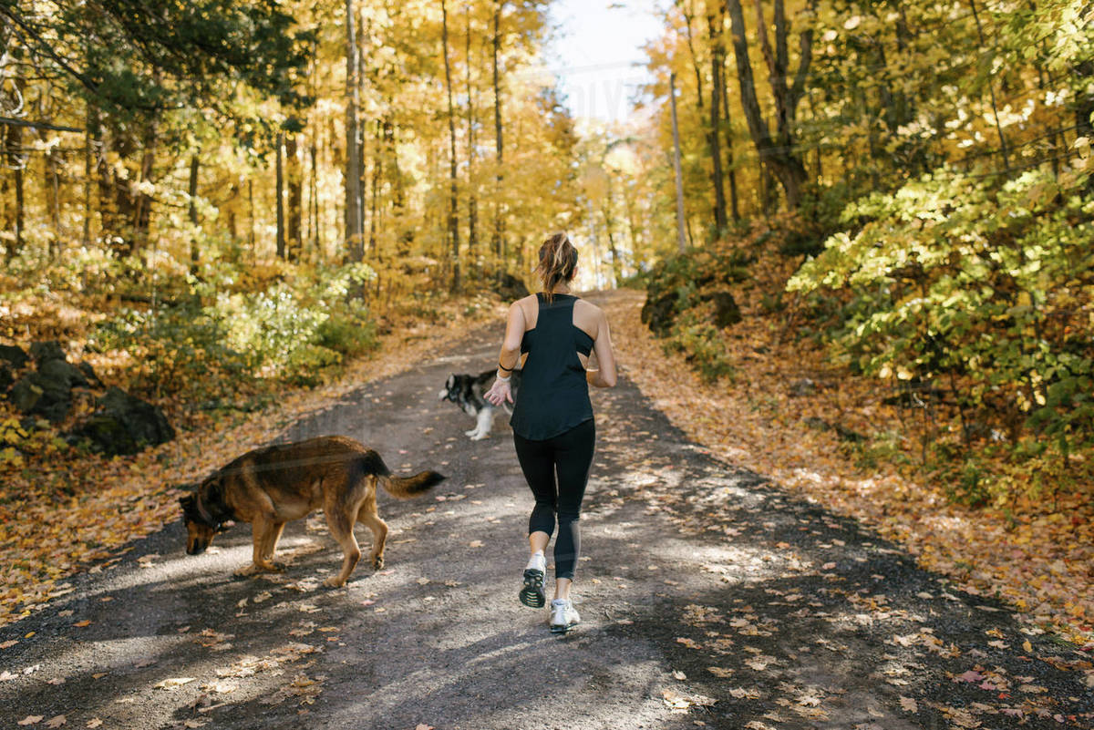Woman jogging with dogs in forest Stock Photo Dissolve