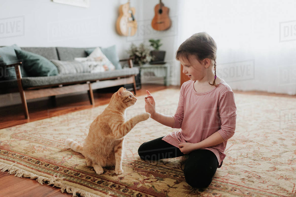 Girl playing with cat at home Stock Photo Dissolve