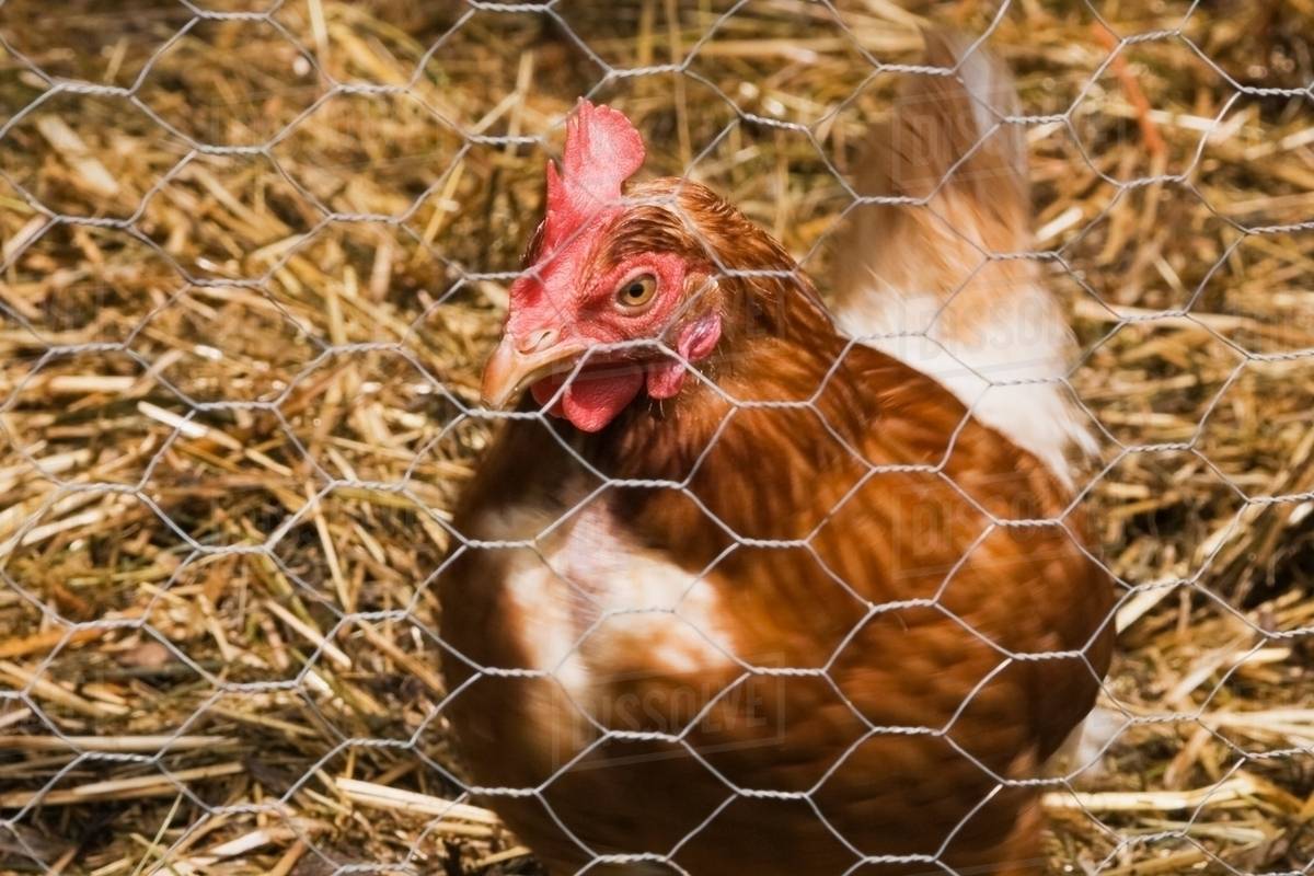Close up of chicken in coop Stock Photo Dissolve