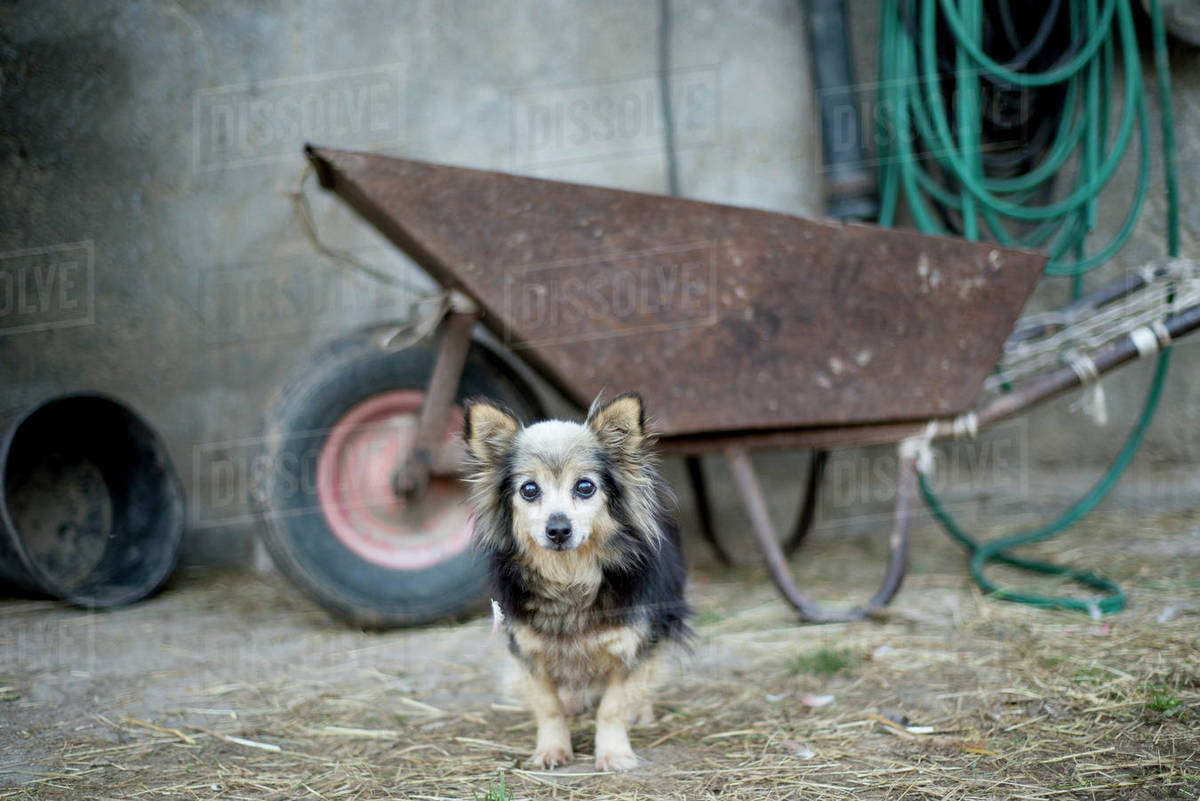 Dog on ranch, Canada Stock Photo Dissolve