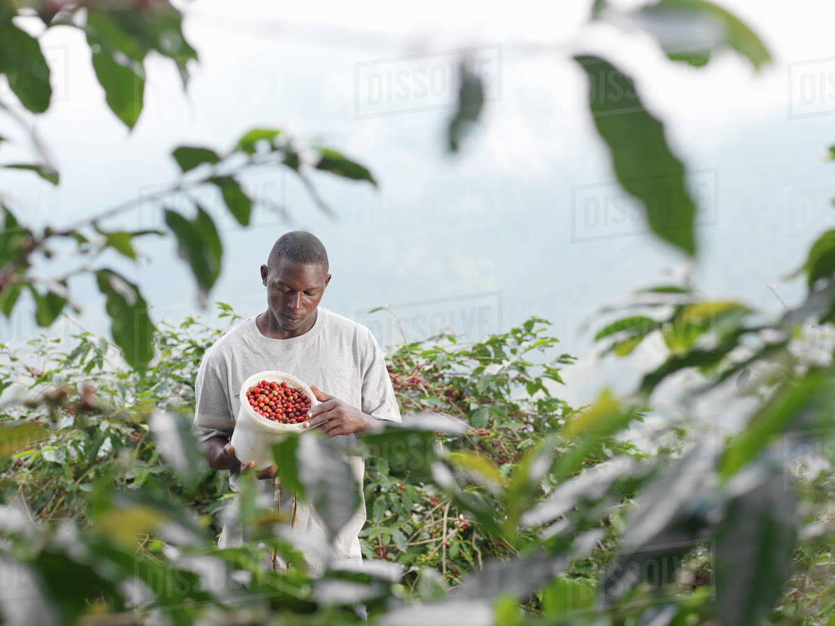 Man picking coffee berries on coffee farm in the Blue Mountains