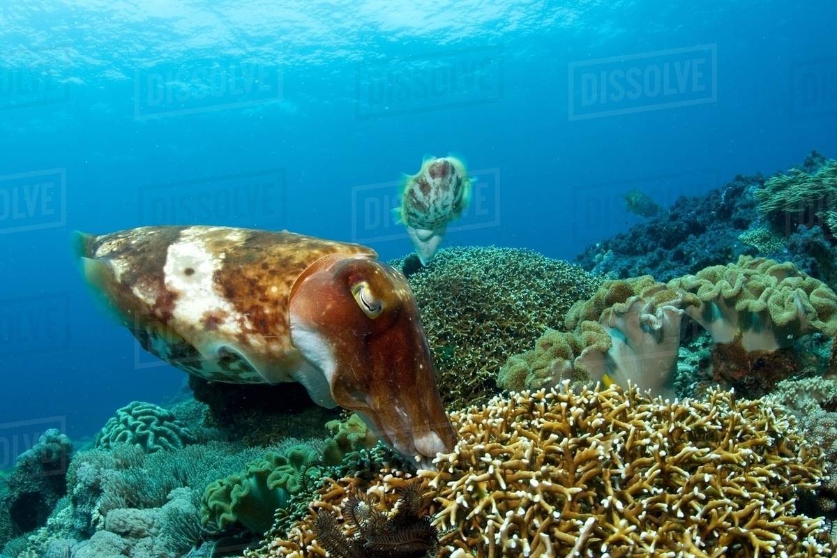 Cuttlefish lay eggs in coral Stock Photo Dissolve