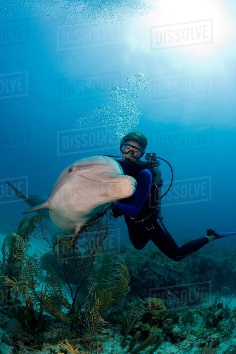 Scuba diver with dolphin Stock Photo Dissolve