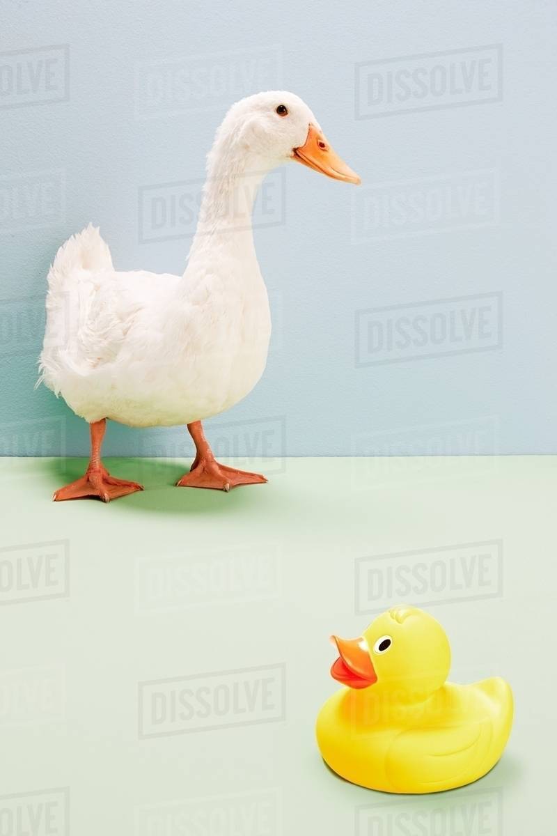 Duck standing by rubber duck, studio shot - Stock Photo - Dissolve