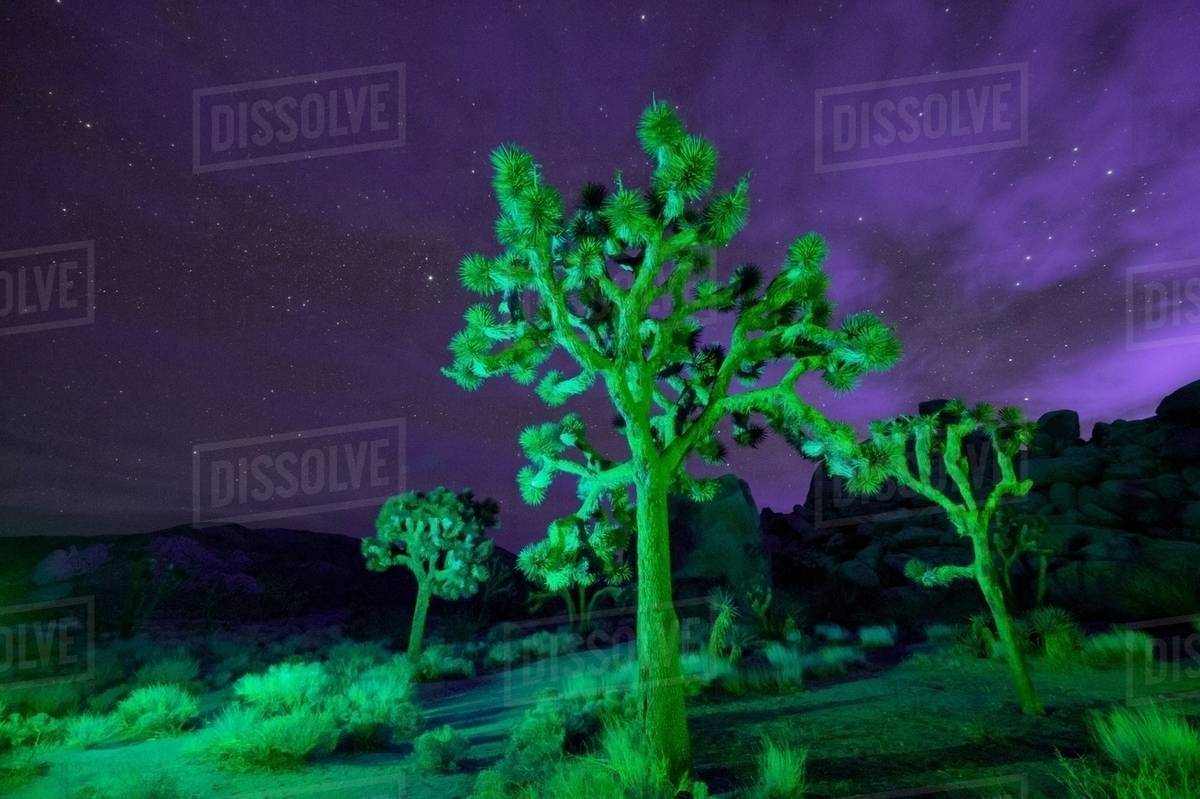 Colorful lights on Joshua Trees at night, Joshua Tree National Park