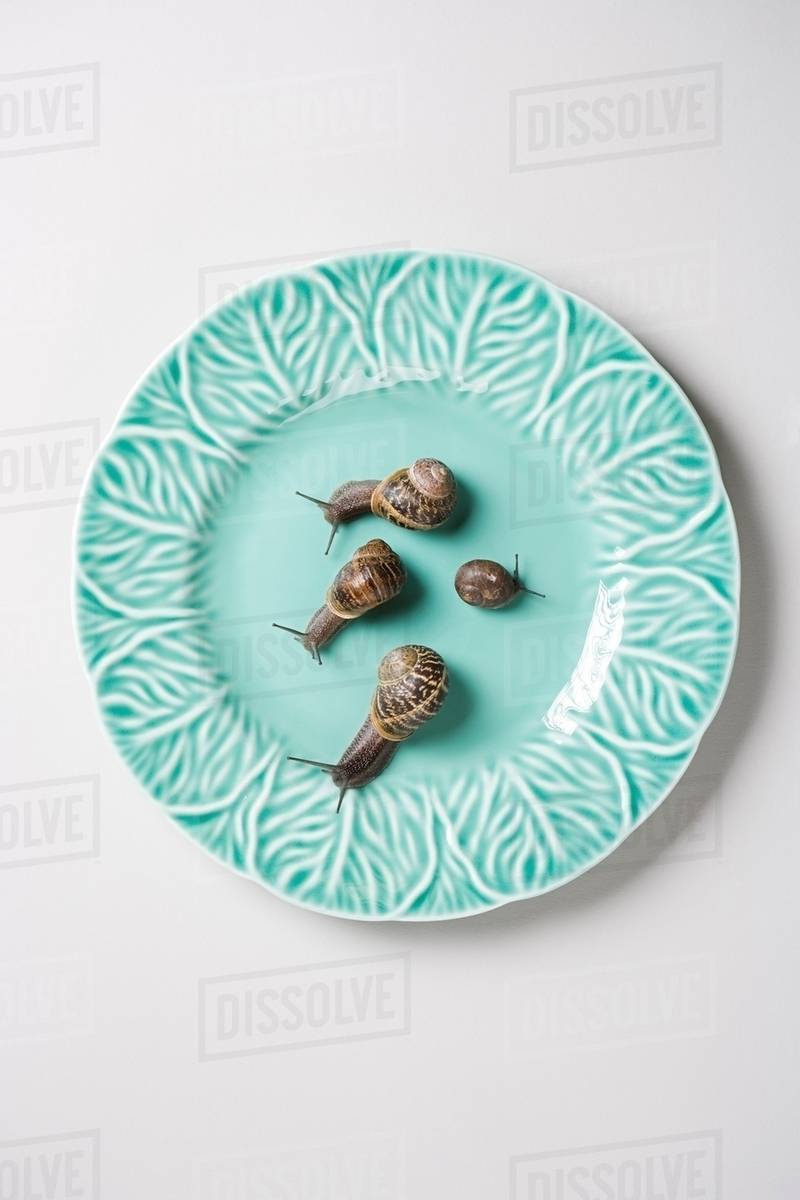 Four snails on a plate Stock Photo Dissolve