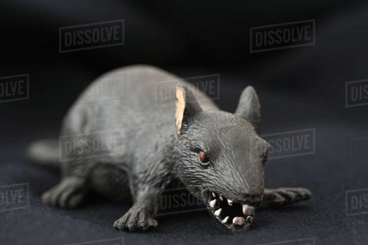 toy rats