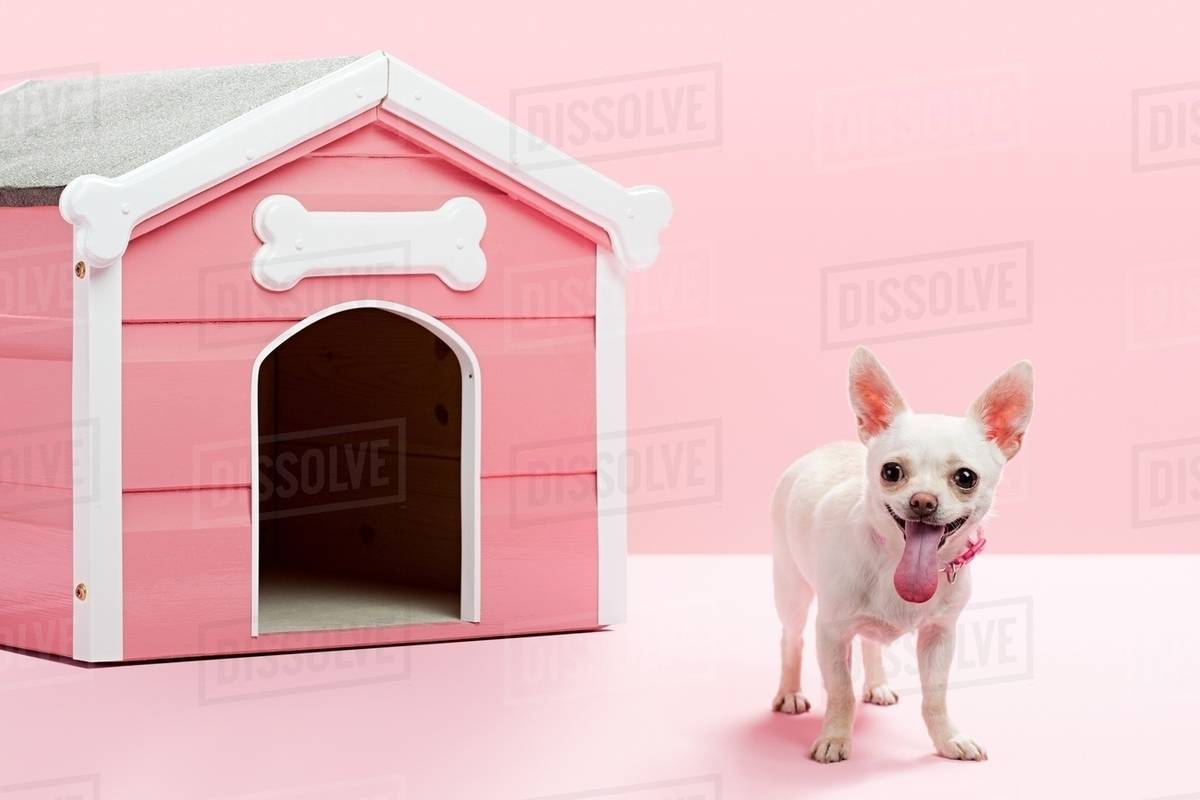 Chihuahua by kennel Stock Photo Dissolve