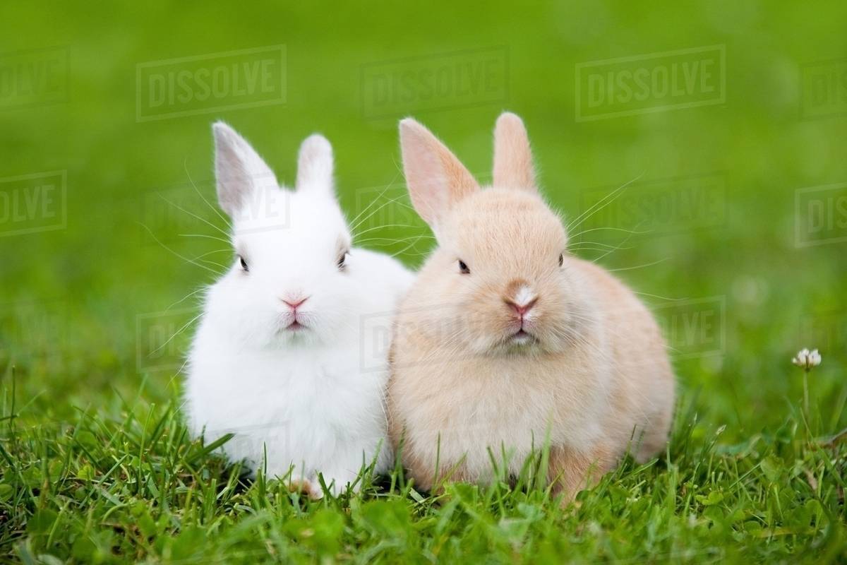 Two rabbits sitting on grass Stock Photo Dissolve