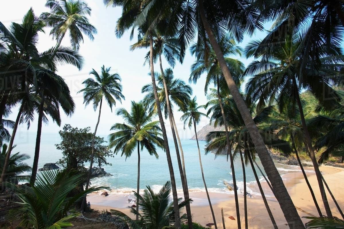 palm trees and beach