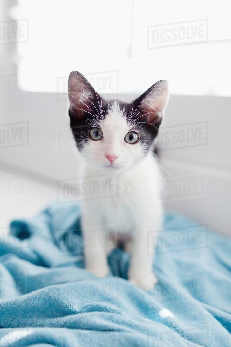 Kitten sitting on blanket Stock Photo Dissolve