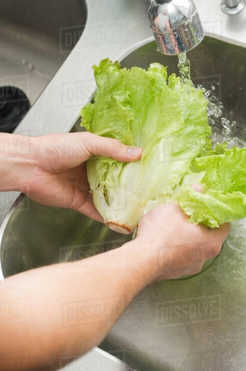 Washing lettuce Stock Photo Dissolve