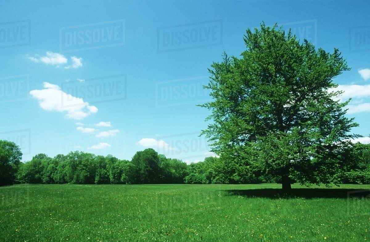 Tree in a field - Stock Photo - Dissolve