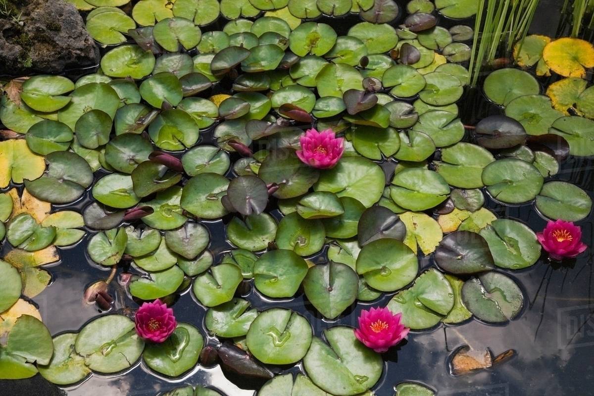 Water lilies floating in pond Stock Photo Dissolve