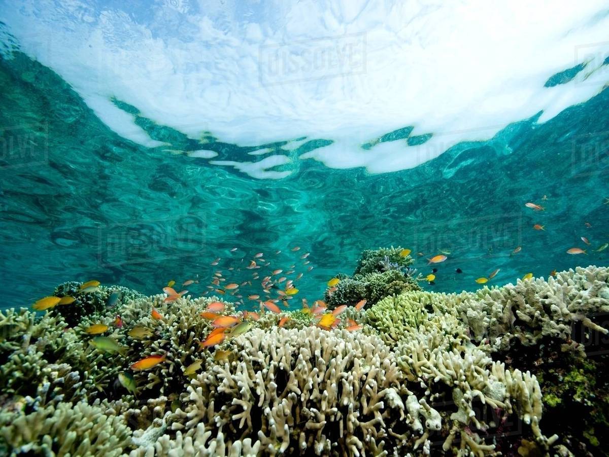 Coral reef scene. Stock Photo Dissolve