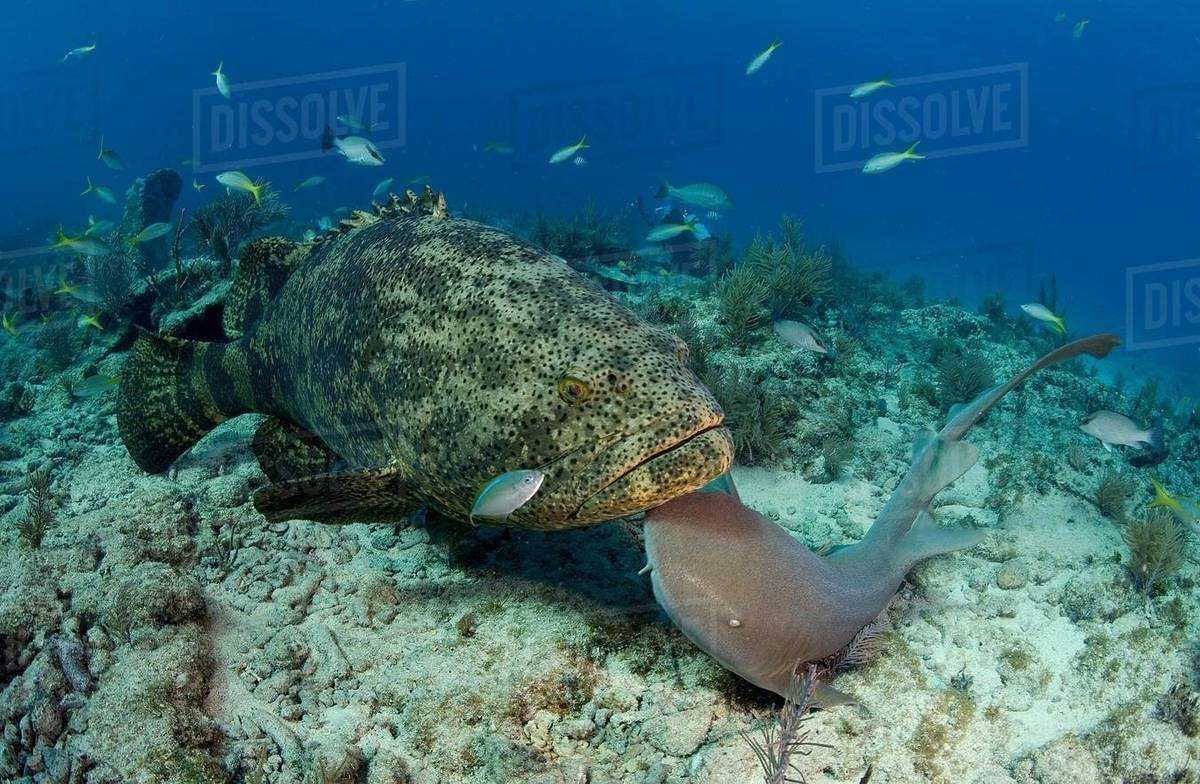 Goliath grouper and nurse shark. - Stock Photo - Dissolve