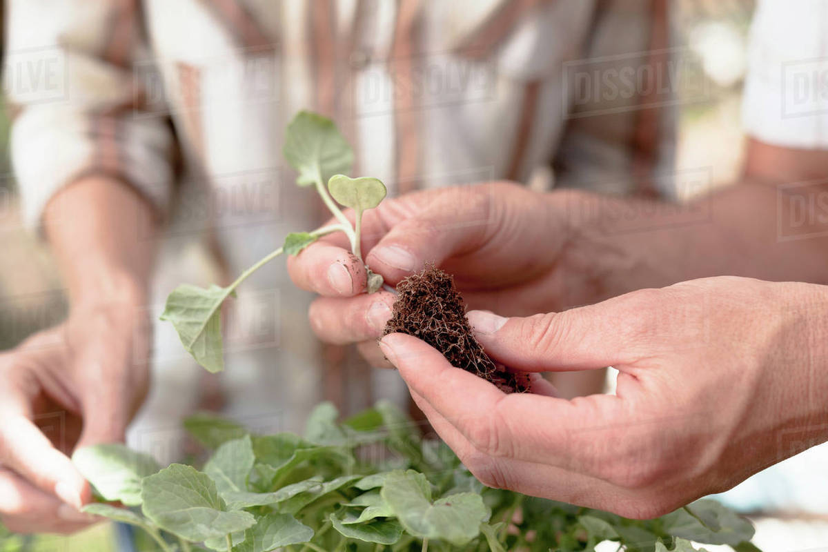 Man holding young plant with roots, close-up - Royalty-free Stock Photo ...