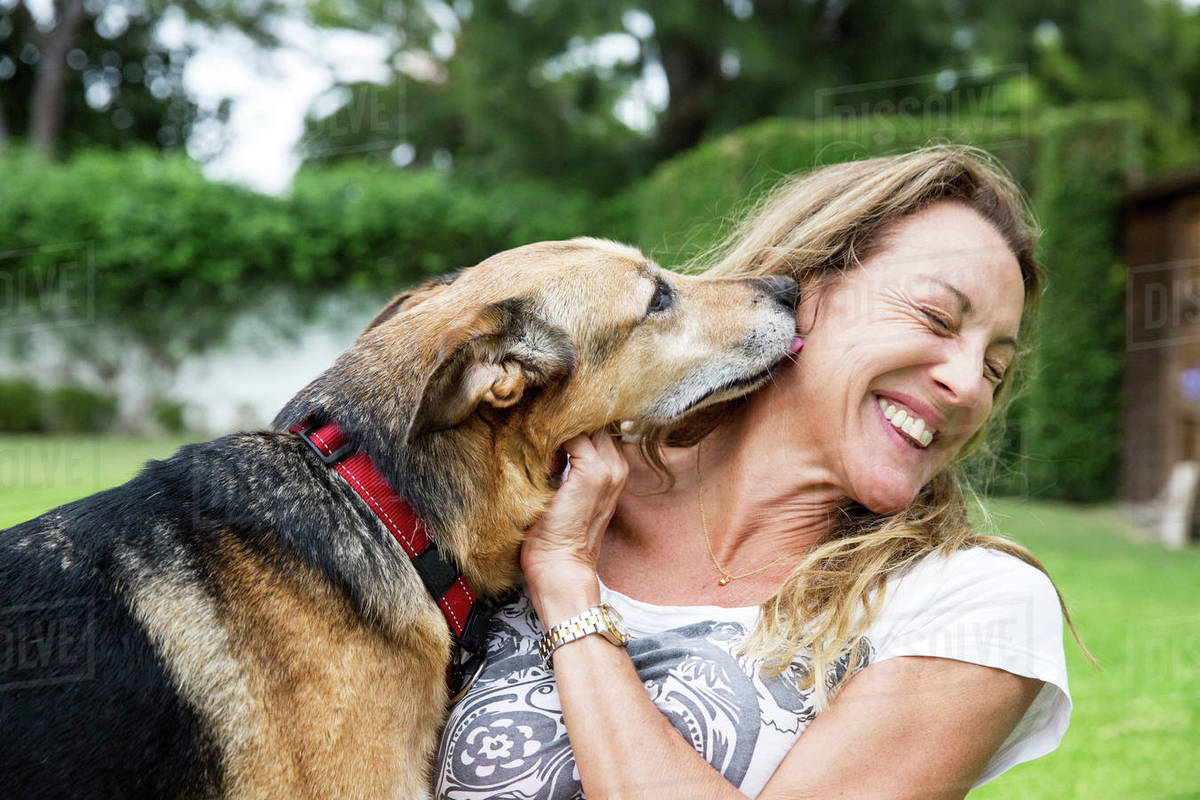 Mature woman in park with dog, dog licking woman's face ...