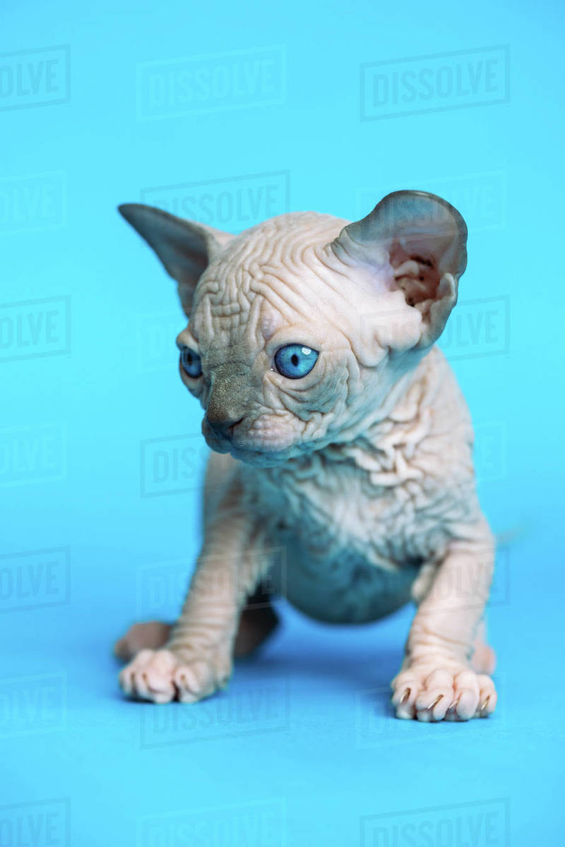 Cat Breeds Canadian Sphynx Cat Sweet Hairless Kitten Of Canadian