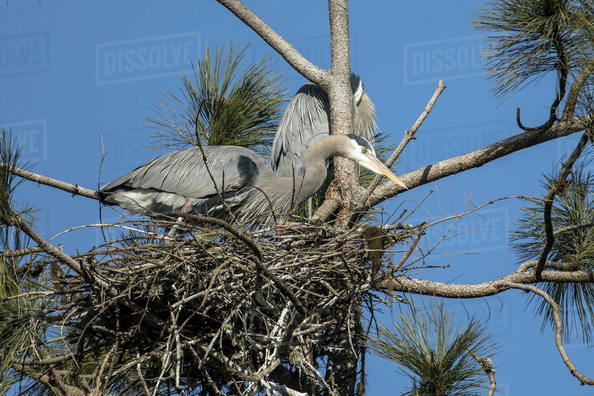Great blue herons in a nest at a rookery near Coeur d'Alene, Idaho
