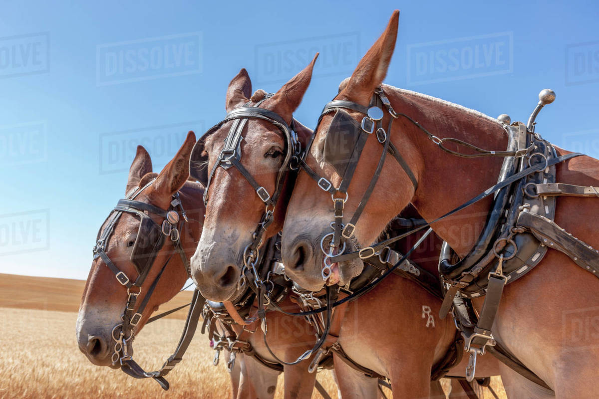 A horse nudges the other horse near Davenport, Washington. Stock