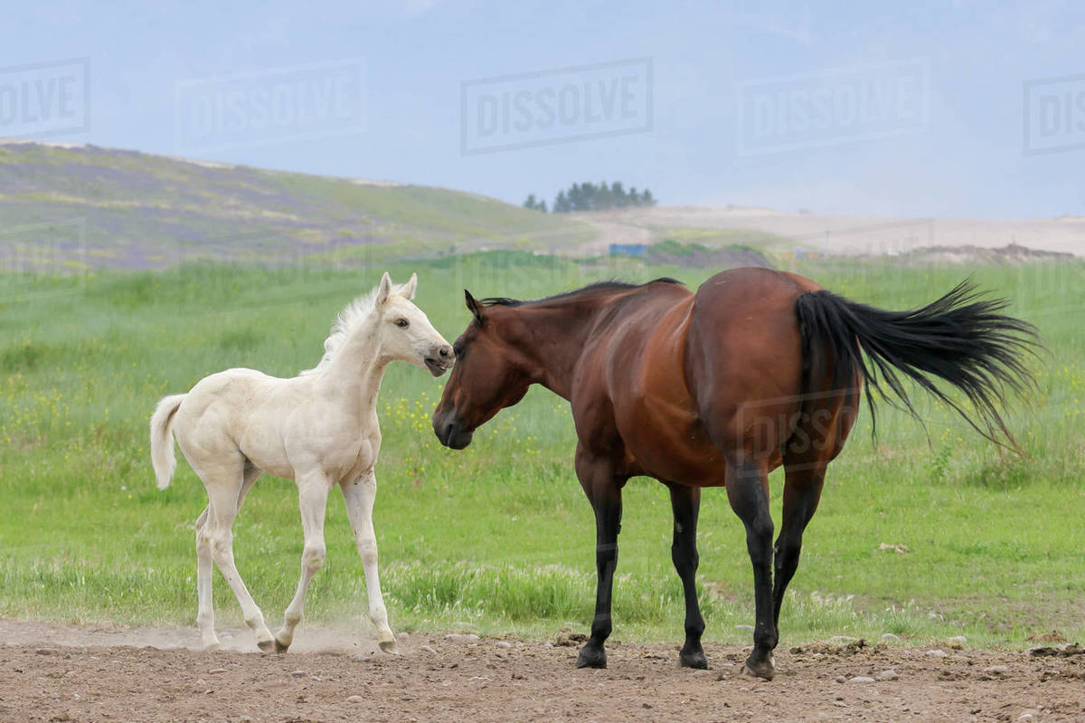 A cute white pony walks up to an adult horse near Polson, Montana. Stock Photo Dissolve