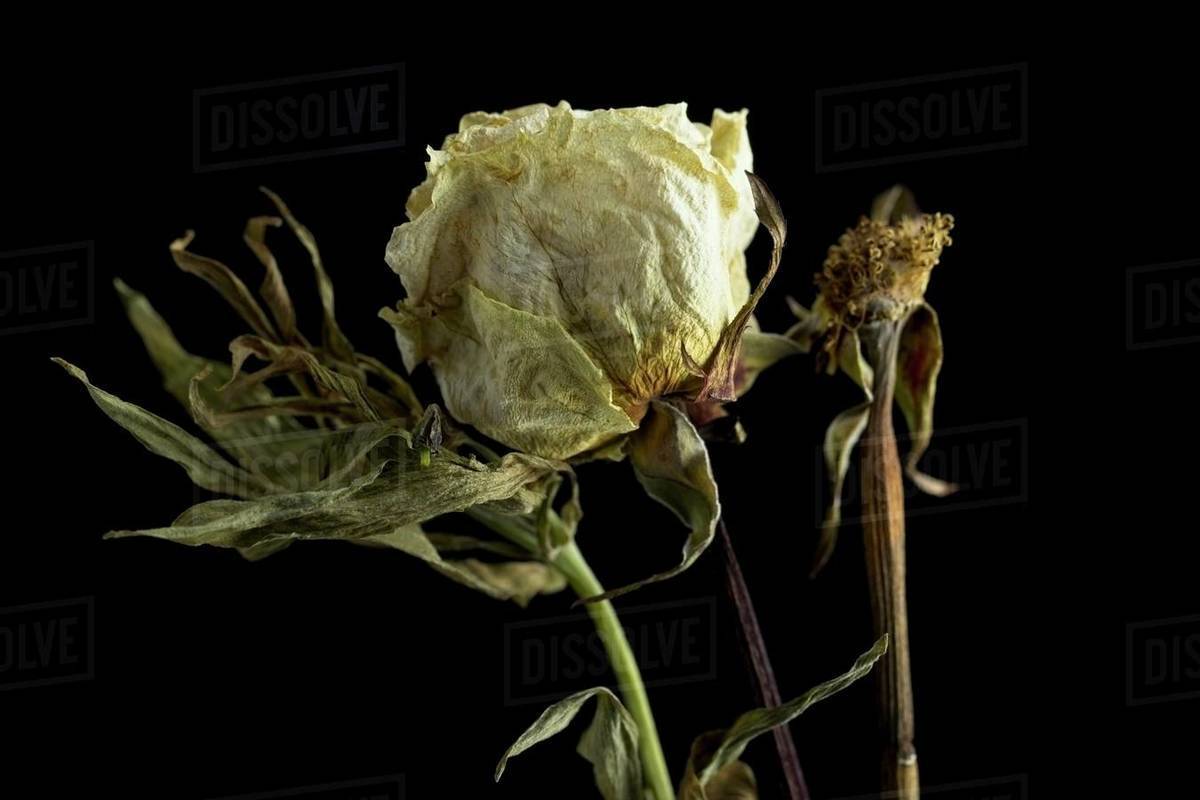 A still life photo of a dried and dying rose and another type of dying