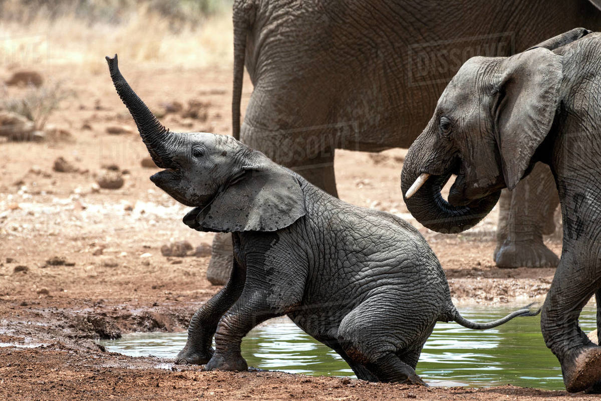 Elephant calf climbing out of a river with its trunk extended Stock