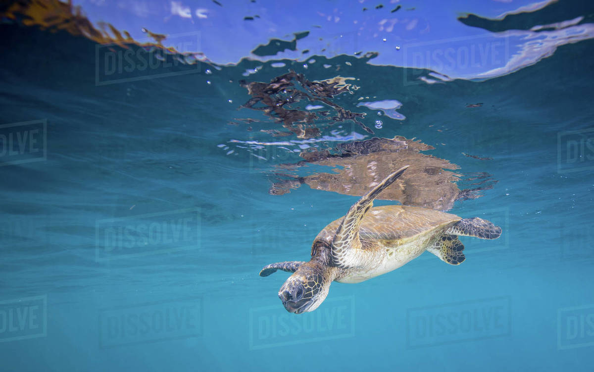 Hawaiian Green Sea Turtle cruising through clear water and over coral ...