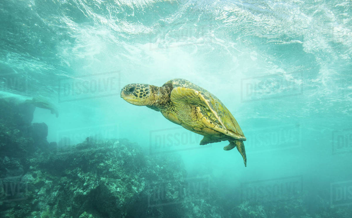 Hawaiian Green Sea Turtle cruising through clear water and over coral ...