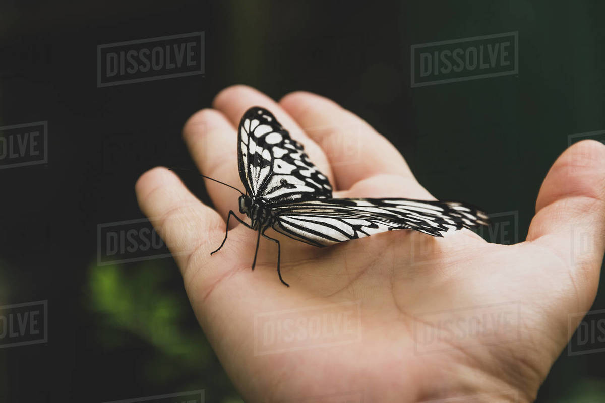 A hand holding a huge beautiful black and white butterfly Stock Photo