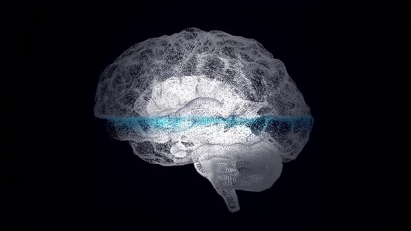 3d render xray style image of human brain rotating. Human brain being ...