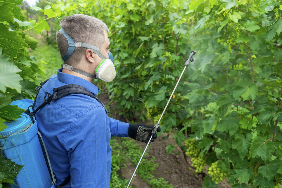 Gardener Applying Insecticide Fertilizer To His Crops. Using A Sprayer