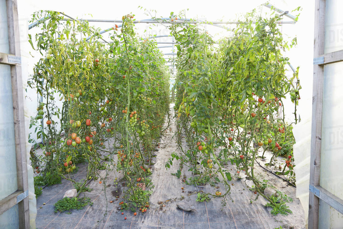 Organic Tomato Plants Growing In Greenhouse Stock Photo Dissolve
