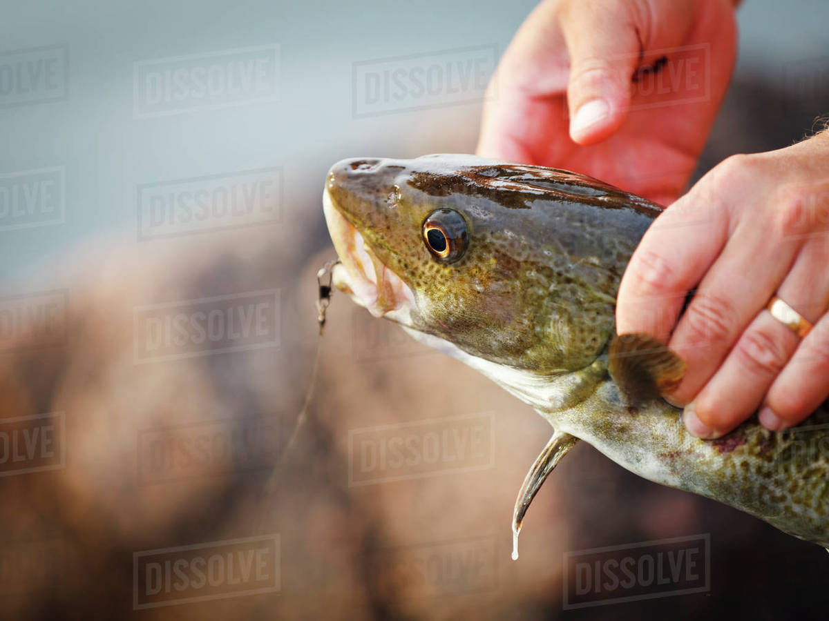 Hands holding fish Stock Photo Dissolve
