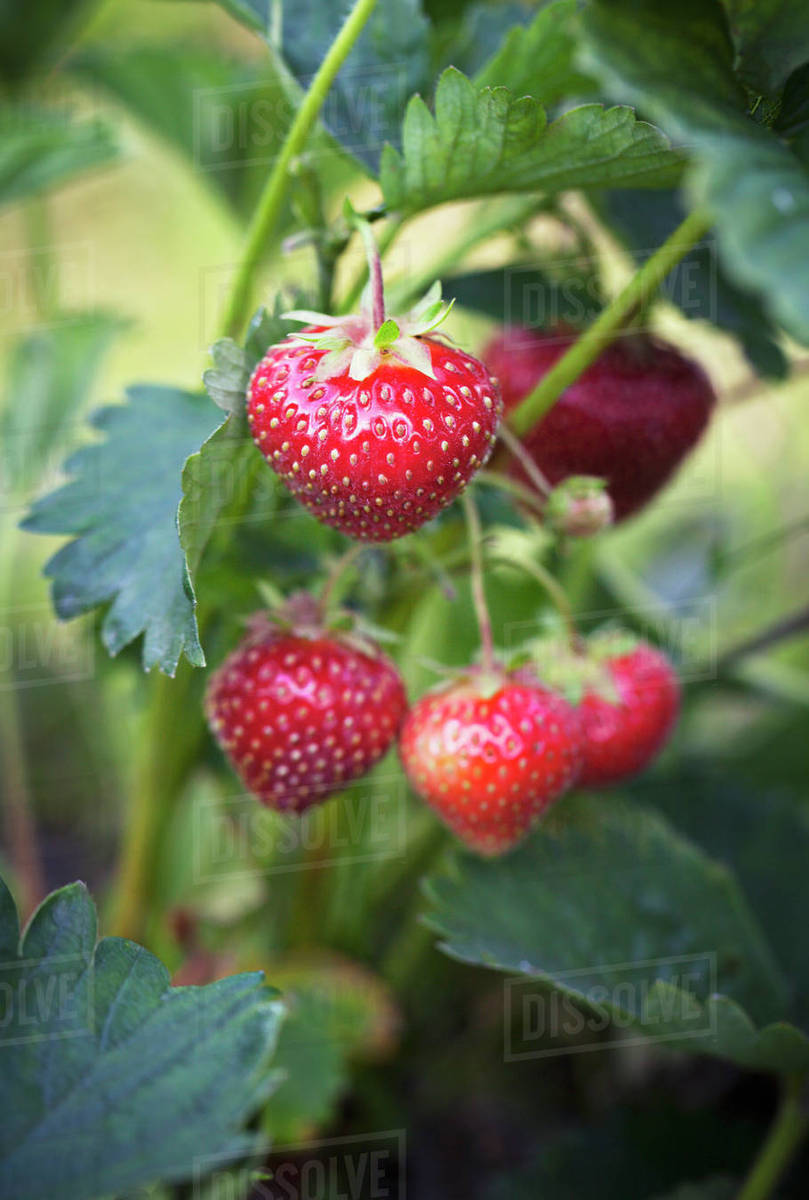 Strawberries, closeup Stock Photo Dissolve