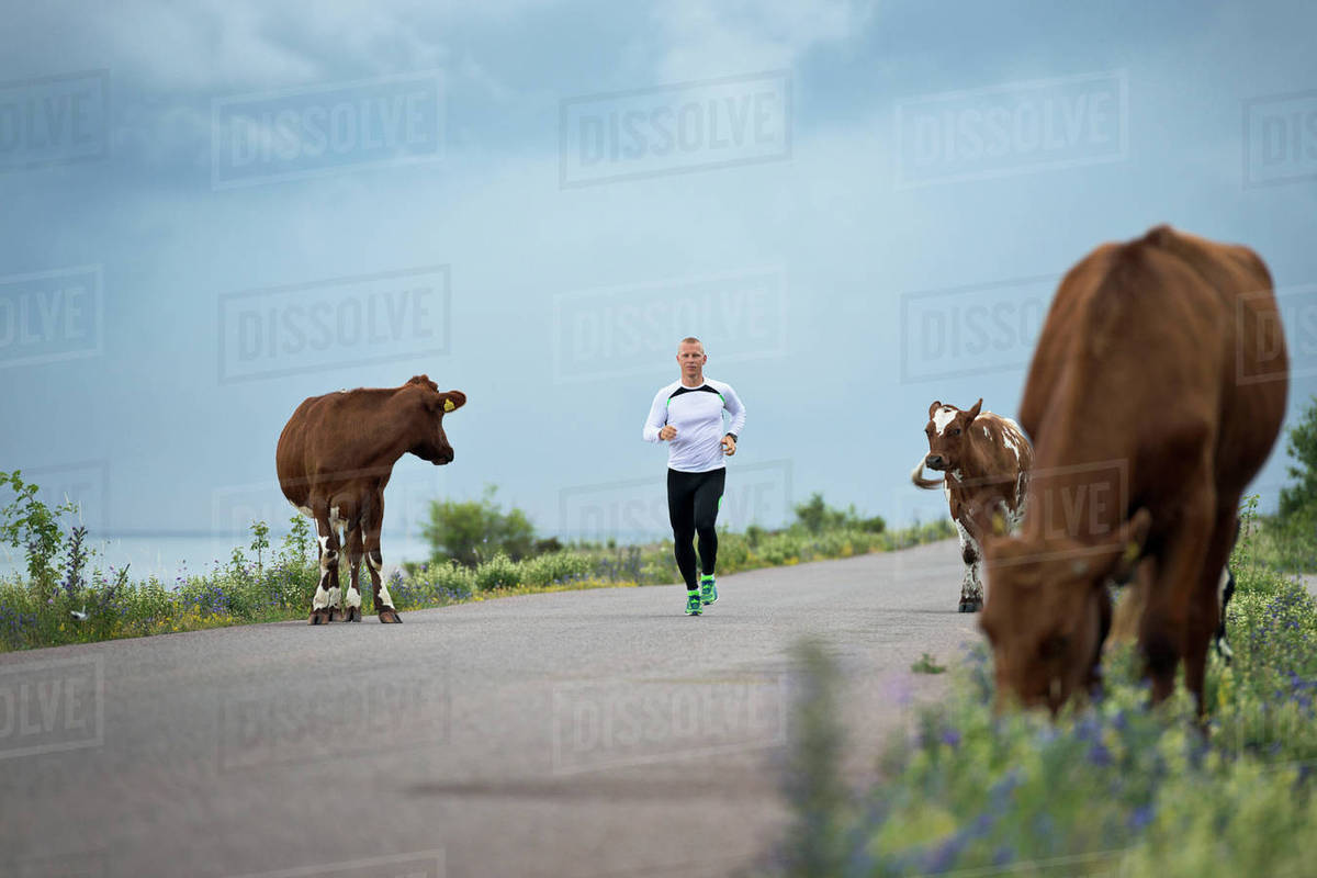 Man running, cows on roadside Stock Photo Dissolve