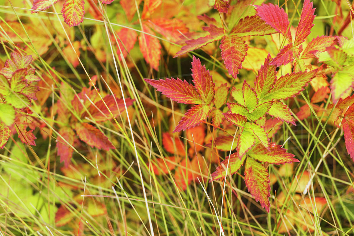 Coloured leaves, wild raspberry, at the end of the summer season