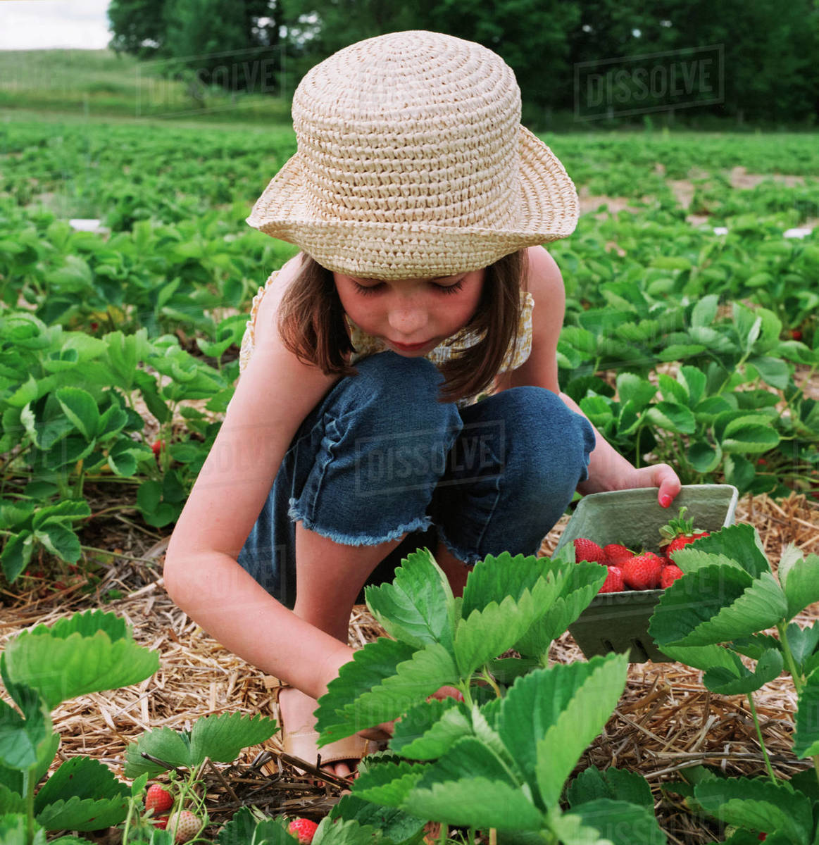Girl Picking Strawberries Stock Photo Dissolve