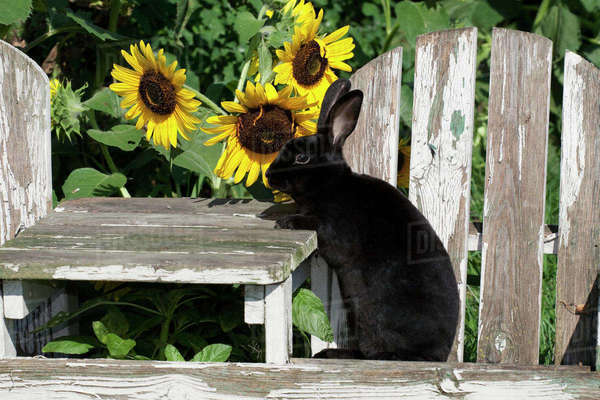 Livestock - A Black Mini Rex rabbit sitting on a weathered wooden chair ...