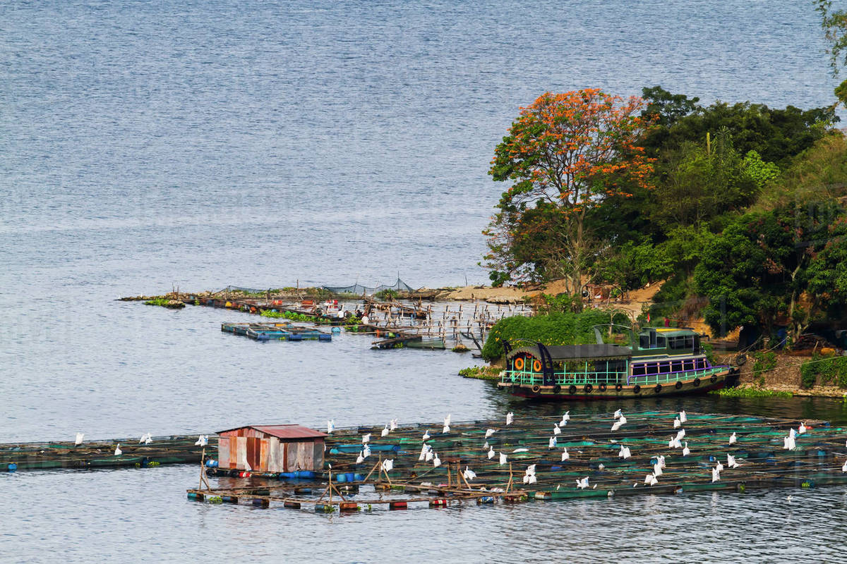 Fish Farms On Lake Toba, As Seen From Siuhan, North