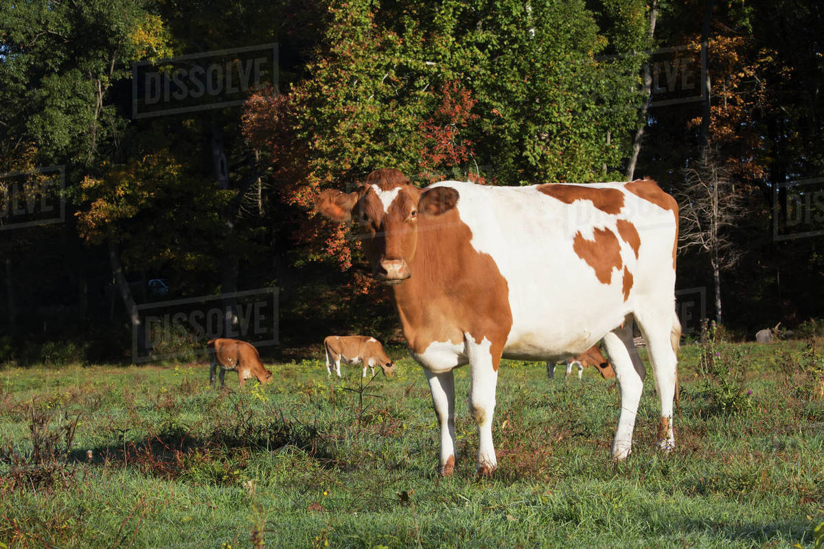 Guernsey Dairy Cows In Autumn; Granby, Connecticut, United States Of