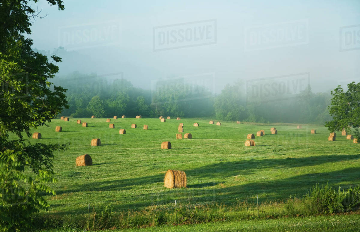 Agriculture Large round grass hay bales in an Ozark Mountains hay