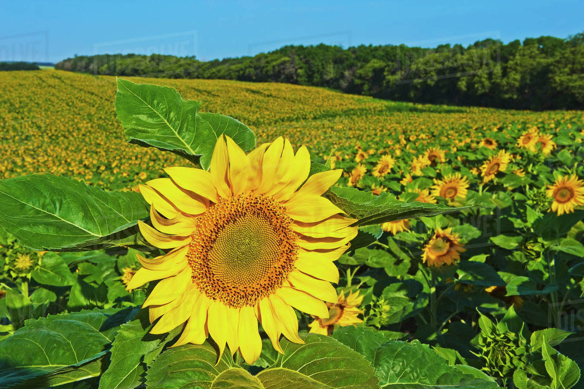 Agriculture Large rolling field of commercial oilseed sunflowers