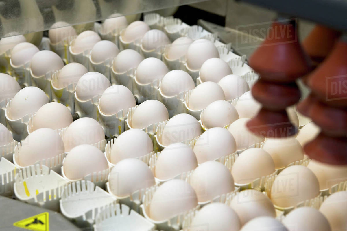 Agriculture Fertilized chicken eggs being sorted and processed to be